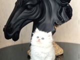 Show Güzelli̇kte Mavi̇ Göz Bri̇ti̇sh Longhai̇r Yavrum