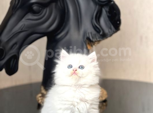 Show Güzelli̇kte Mavi̇ Göz Bri̇ti̇sh Longhai̇r Yavrum görsel