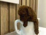 Sağlık Ve Irk Garantili Show Kalite Patilerimiz