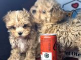 Petmode Köpek Çiftliğinden  Tea Cup Maltipoo