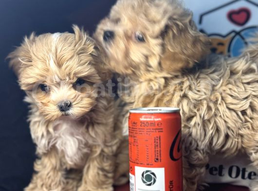 Petmode Köpek Çiftliğinden  Tea Cup Maltipoo görsel
