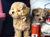 Petmode Köpek Çiftliğinden  Tea Cup Maltipoo