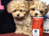 Petmode Köpek Çiftliğinden  Tea Cup Maltipoo