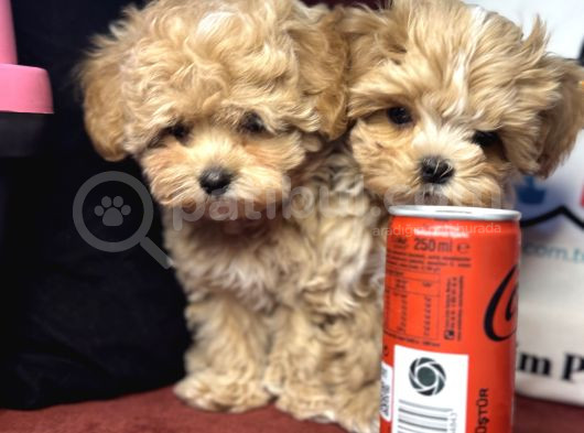 Petmode Köpek Çiftliğinden  Tea Cup Maltipoo görsel