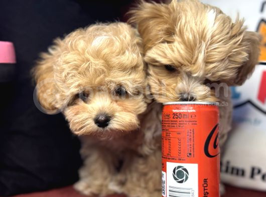 Petmode Köpek Çiftliğinden  Tea Cup Maltipoo görsel