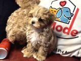 Petmode Köpek Çiftliğinden  Tea Cup Maltipoo