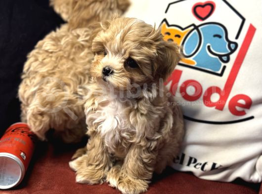 Petmode Köpek Çiftliğinden  Tea Cup Maltipoo görsel