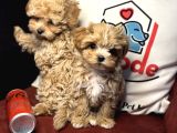 Petmode Köpek Çiftliğinden  Tea Cup Maltipoo