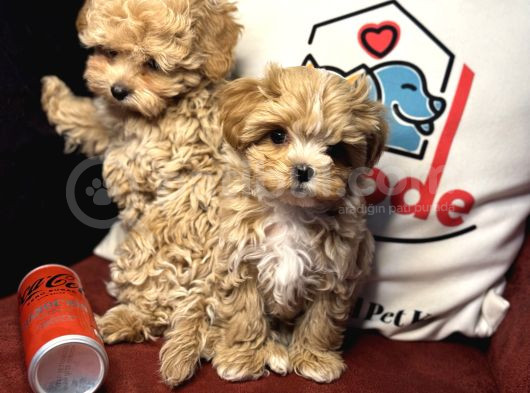Petmode Köpek Çiftliğinden  Tea Cup Maltipoo görsel