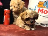 Petmode Köpek Çiftliğinden  Tea Cup Maltipoo