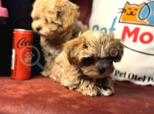 Petmode Köpek Çiftliğinden  Tea Cup Maltipoo görsel