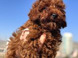 Show Kalite Redbrown Kore Toy Poodle Yavrular