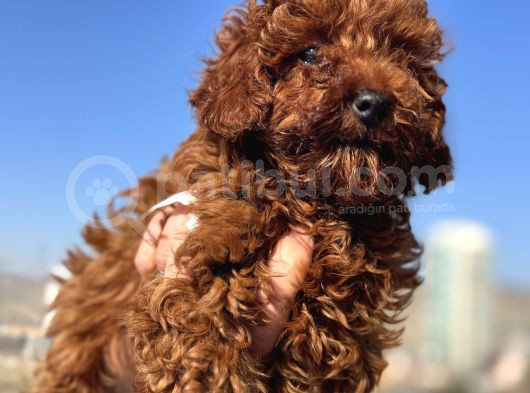 Show Kalite Redbrown Kore Toy Poodle Yavrular görsel