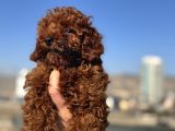 Show Kalite Redbrown Kore Toy Poodle Yavrular