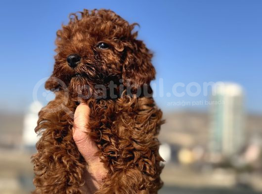 Show Kalite Redbrown Kore Toy Poodle Yavrular görsel