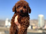 Show Kalite Redbrown Kore Toy Poodle Yavrular