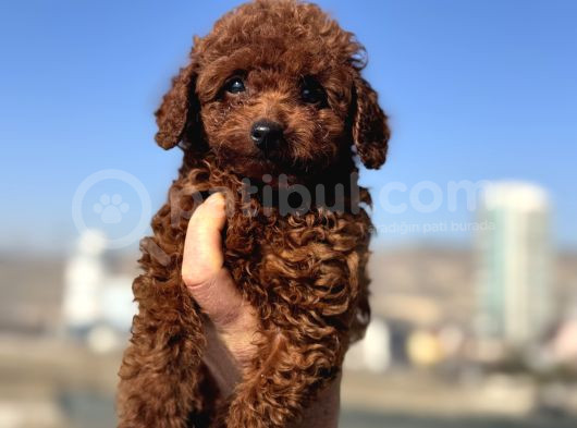 Show Kalite Redbrown Kore Toy Poodle Yavrular görsel