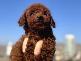 Show Kalite Redbrown Kore Toy Poodle Yavrular
