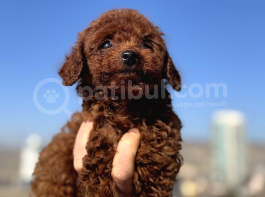 Show Kalite Redbrown Kore Toy Poodle Yavrular görsel