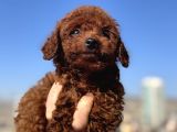 Show Kalite redbrown kore toy poodle Yavrular