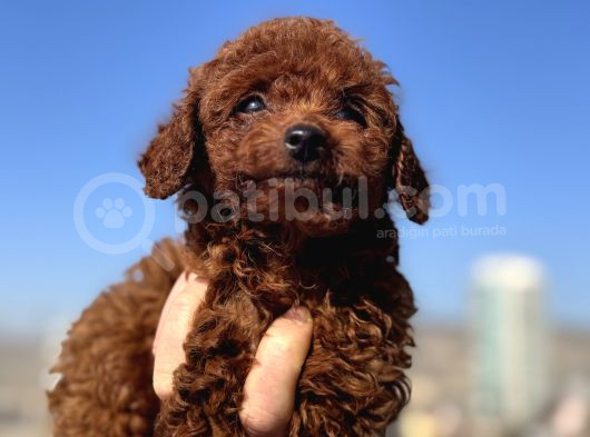Show Kalite Redbrown Kore Toy Poodle Yavrular