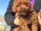 Show Kalite Redbrown Kore Toy Poodle Yavrular