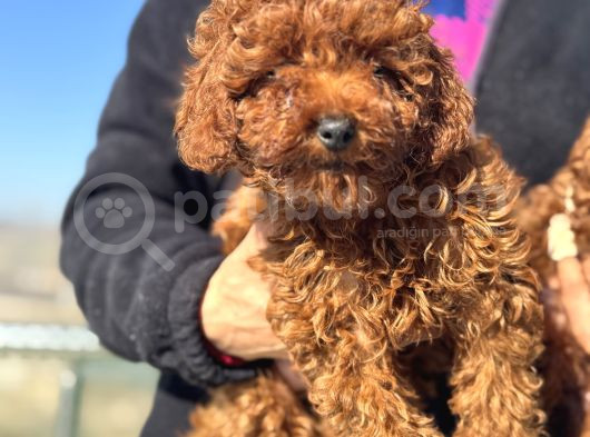 Show Kalite Redbrown Kore Toy Poodle Yavrular görsel