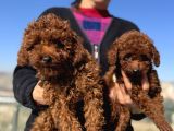 Show Kalite Redbrown Kore Toy Poodle Yavrular