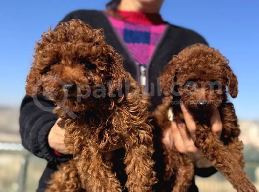Show Kalite Redbrown Kore Toy Poodle Yavrular görsel