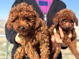 Show Kalite Redbrown Kore Toy Poodle Yavrular