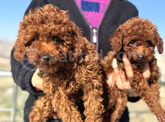 Show Kalite Redbrown Kore Toy Poodle Yavrular görsel