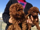 Show Kalite Redbrown Kore Toy Poodle Yavrular