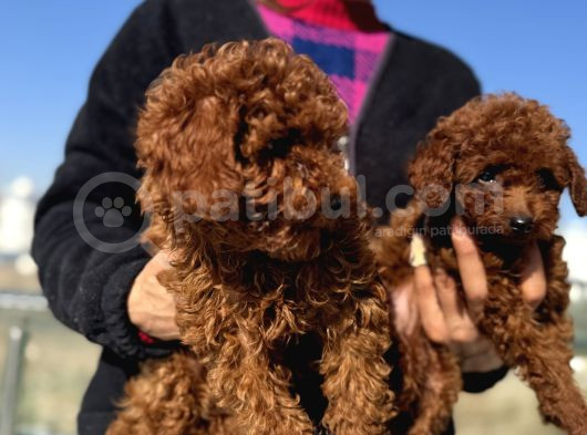 Show Kalite Redbrown Kore Toy Poodle Yavrular görsel