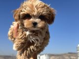 Petmode Köpek Çiftliğinden  Tea Cup Maltipoo