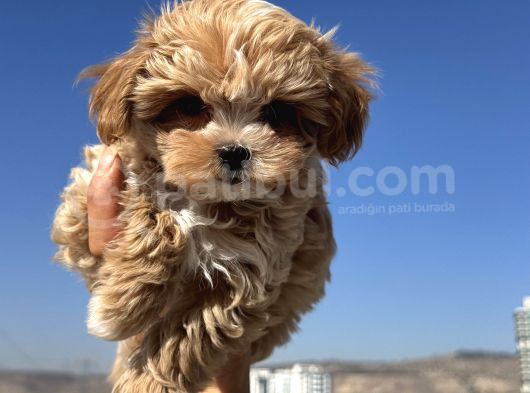 Petmode Köpek Çiftliğinden  Tea Cup Maltipoo görsel