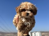 Petmode Köpek Çiftliğinden  Tea Cup Maltipoo
