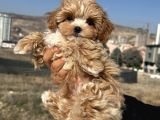 Petmode köpek çiftliğinden  tea cup maltipoo