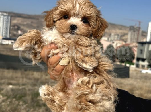 Petmode Köpek Çiftliğinden  Tea Cup Maltipoo