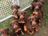 Safkan kızıl doberman yavruları