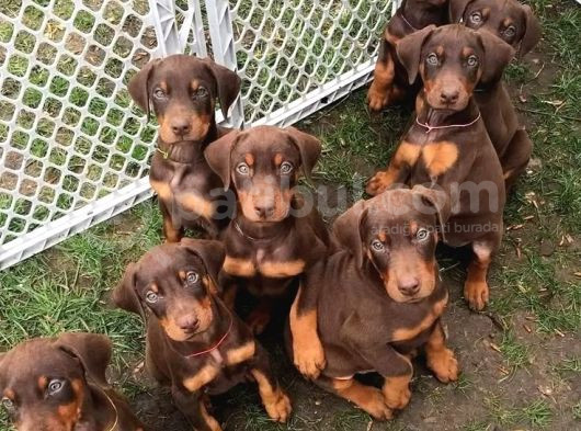 Safkan Kızıl Doberman Yavruları