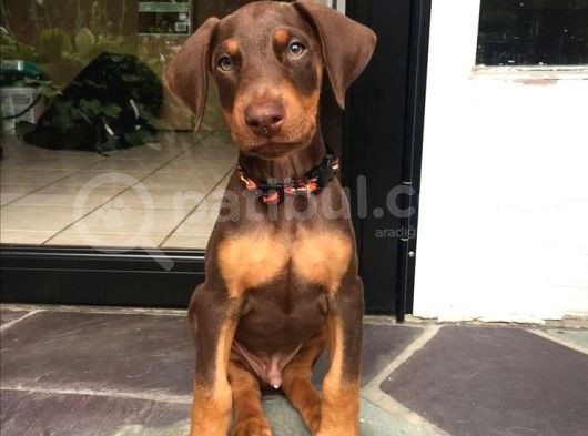 Safkan Kızıl Doberman Yavruları görsel