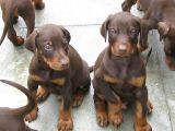 Safkan Kızıl Doberman Yavruları