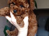 Irk Garantili Poodle Yavruları