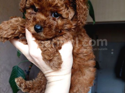 Irk Garantili Poodle Yavruları görsel