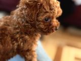 Irk Garantili Poodle Yavruları