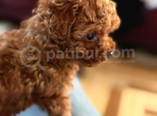 Irk Garantili Poodle Yavruları görsel