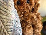 Irk Garantili Poodle Yavruları