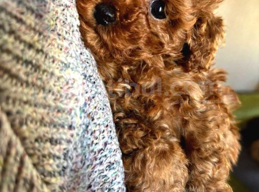 Irk Garantili Poodle Yavruları görsel