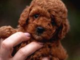Irk garantili poodle yavruları