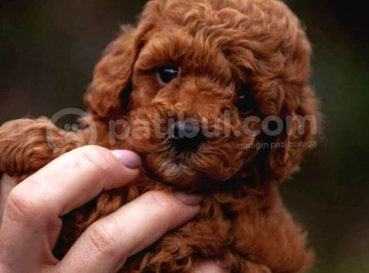 Irk Garantili Poodle Yavruları